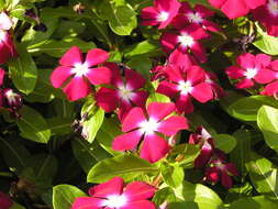 Image of Madagascar periwinkle