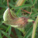 Слика од Crotalaria burkeana Benth.