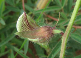 Image of Crotalaria burkeana Benth.