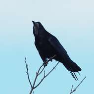 Imagem de Corvus frugilegus Linnaeus 1758