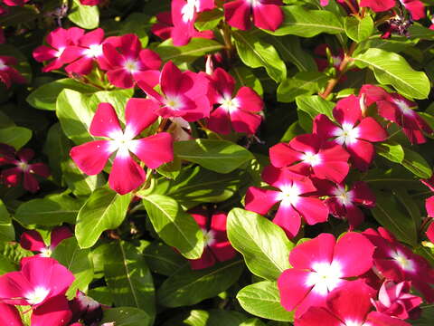 Imagem de Catharanthus roseus (L.) G. Don