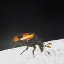 صورة Nicrophorus (Nicrophorus) olidus (Matthews & A. 1887)