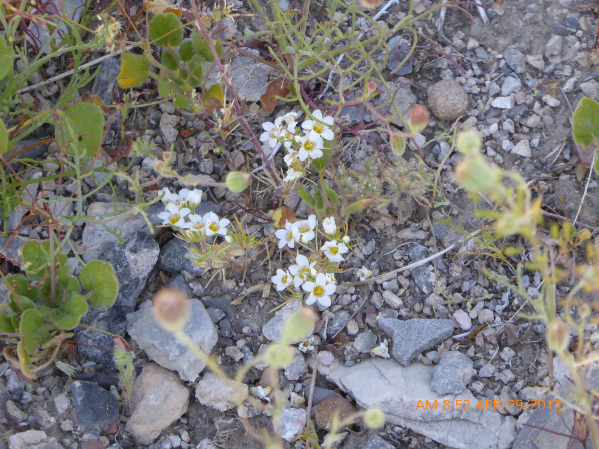 Image de Linanthus demissus (A. Gray) Greene