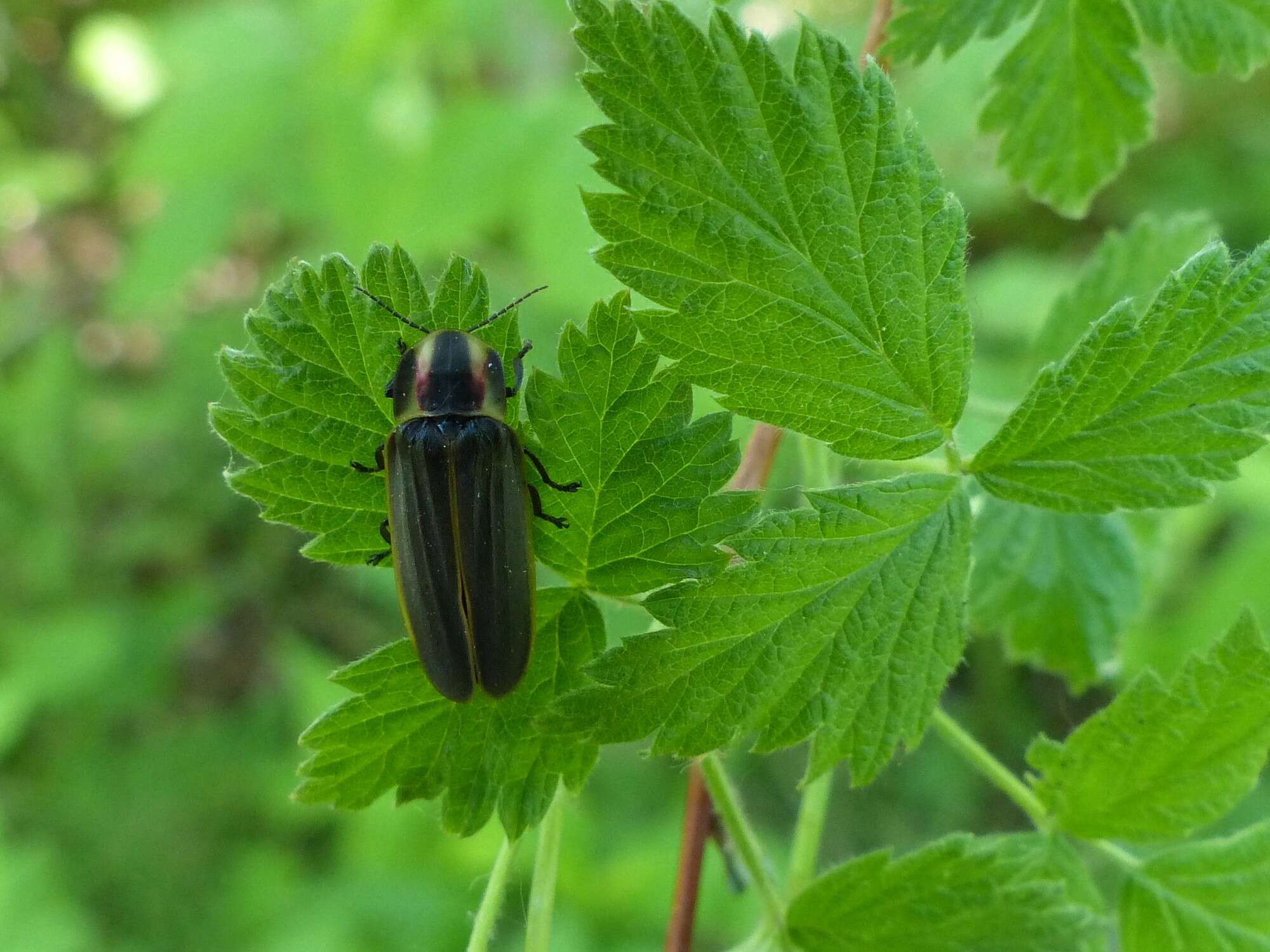 Слика од Pyractomena borealis (Randall 1828)