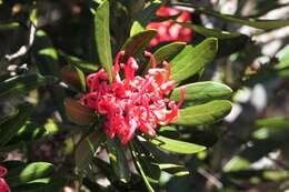 Image of Telopea truncata (Labill.) R. Br.