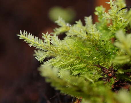 Image of Lopidium concinnum Wilson ex J. D. Hooker 1854