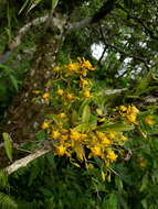 Image of winged-lady orchid