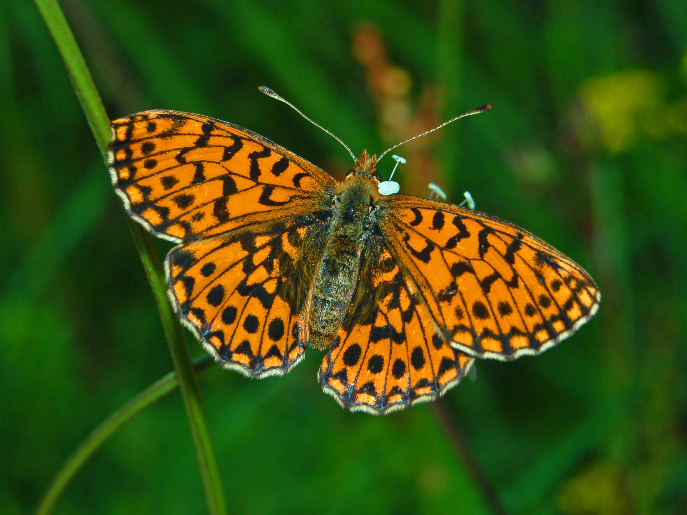 Plancia ëd Boloria dia