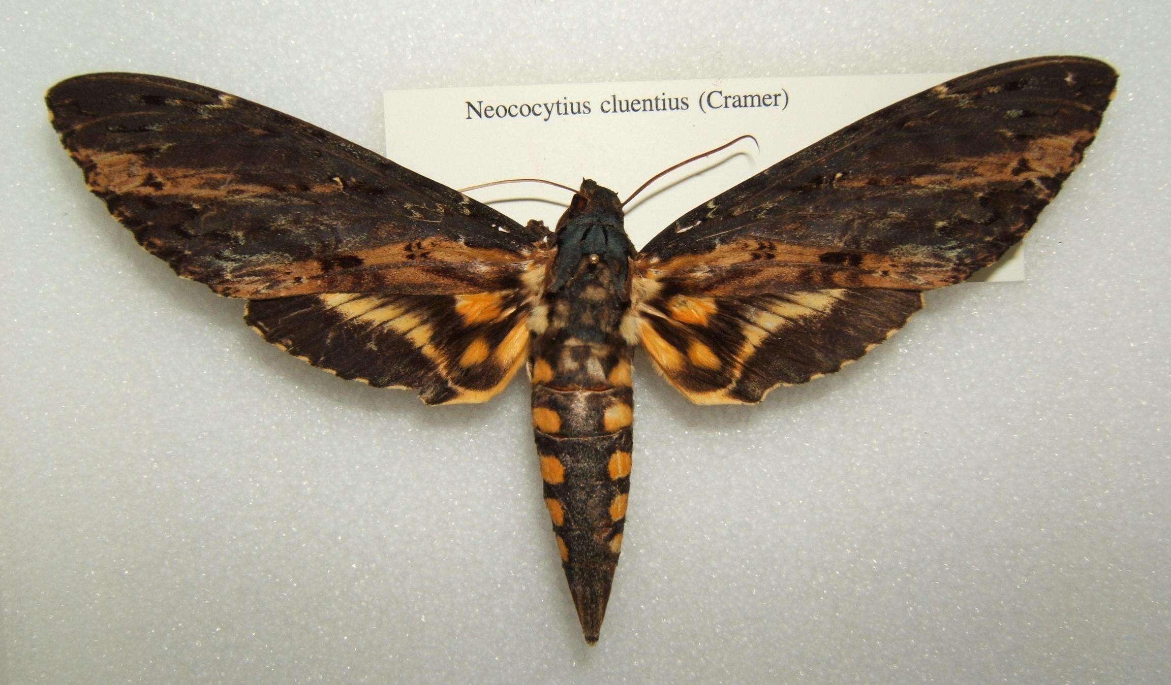 Image of Neococytius Hodges 1971