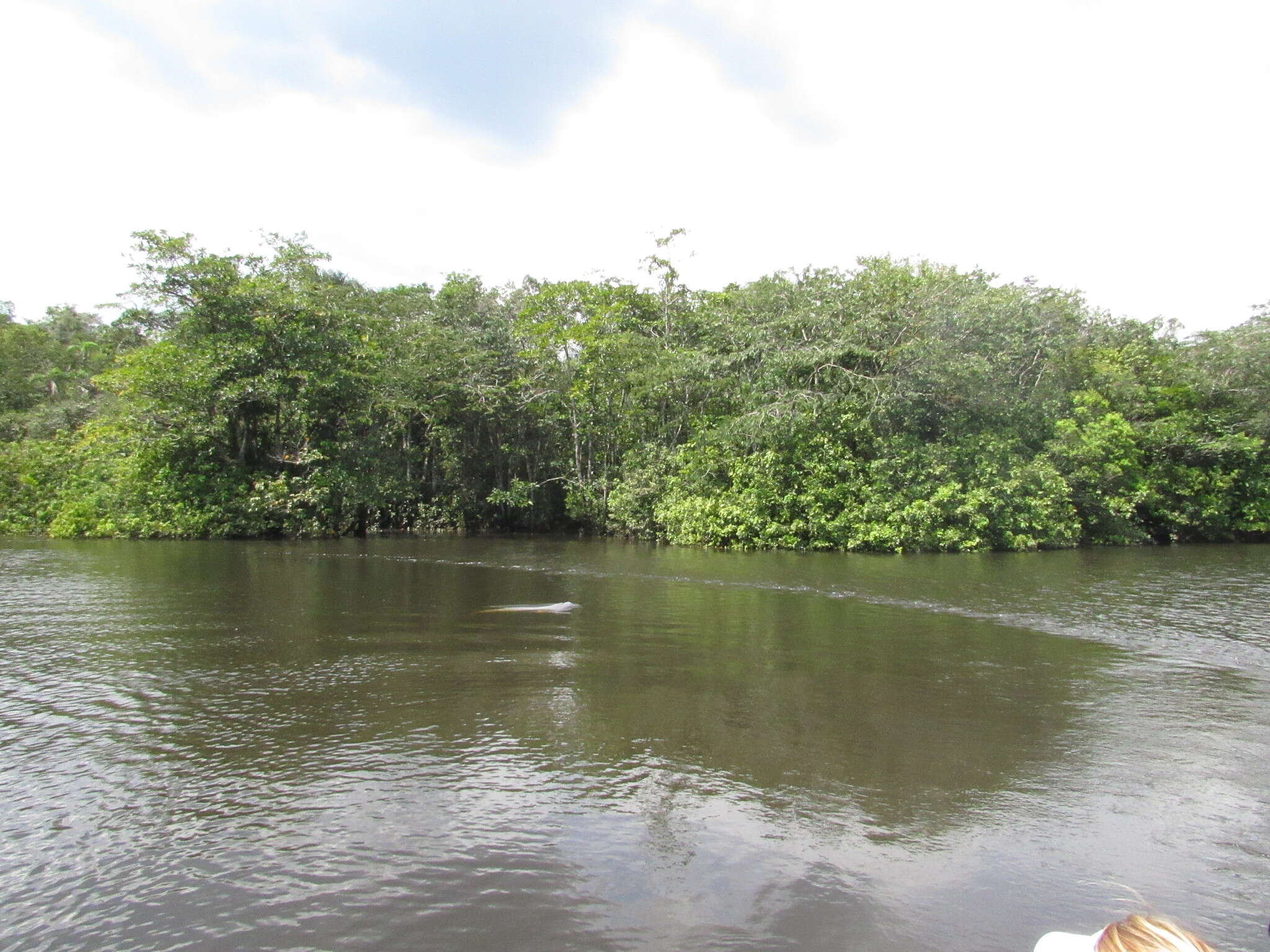 Image of river dolphins