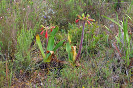 Image of Cyrtanthus obliquus (L. fil.) Aiton