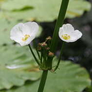 Image of Echinodorus subalatus (Mart. ex Schult. fil.) Griseb.