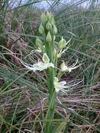 Image of Habenaria gourlieana Gillies ex Lindl.