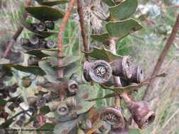 Image of Silver-leaved Mountain Gum