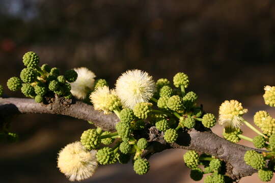 Image of Vachellia robusta (Burch.) Kyal. & Boatwr.