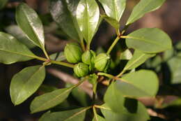 Image of Maerua cafra