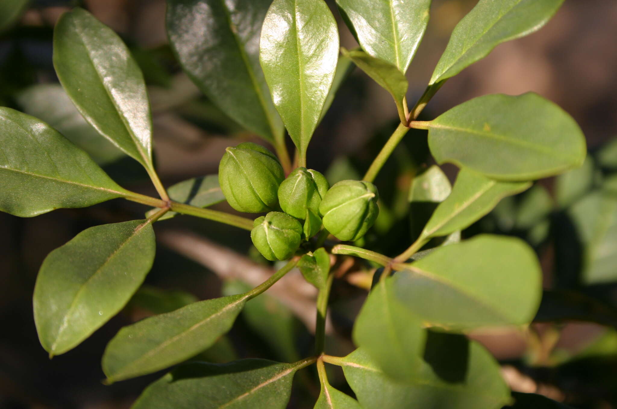 Image of Maerua cafra