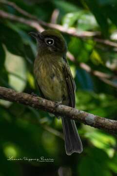 Image of Eye-ringed Flatbill