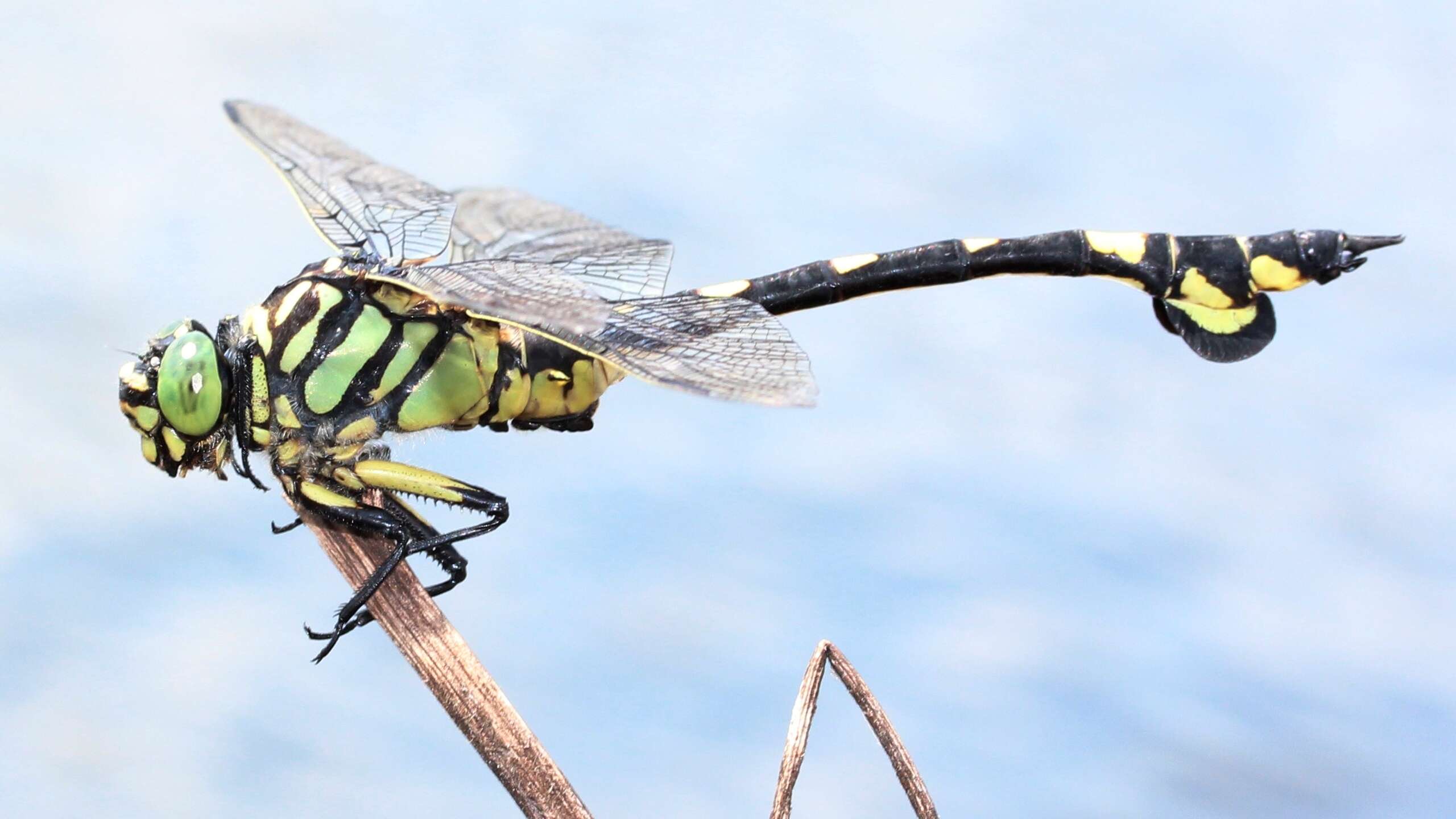 صورة Sinictinogomphus Fraser 1939