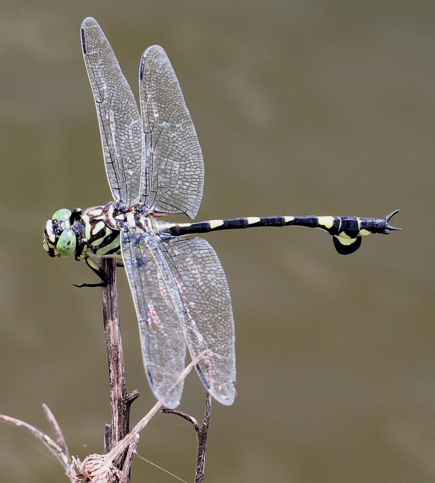 صورة Sinictinogomphus Fraser 1939