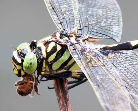 صورة Sinictinogomphus Fraser 1939