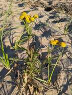 Image of Lake Huron tansy