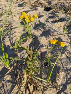 Image of Lake Huron tansy