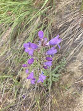 Image de Penstemon eriantherus var. whitedii (Piper) A. Nels.