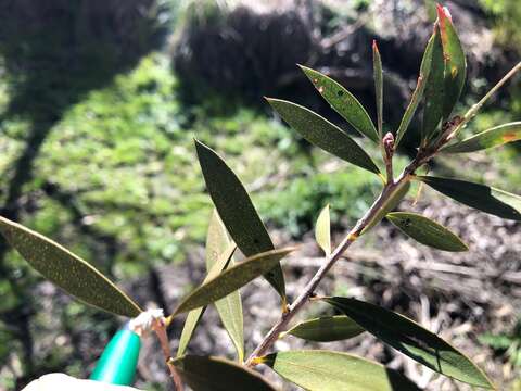 Sivun Callistemon pungens subsp. pungens kuva