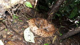 صورة Bothrocophias campbelli (Freire-Lascano 1991)