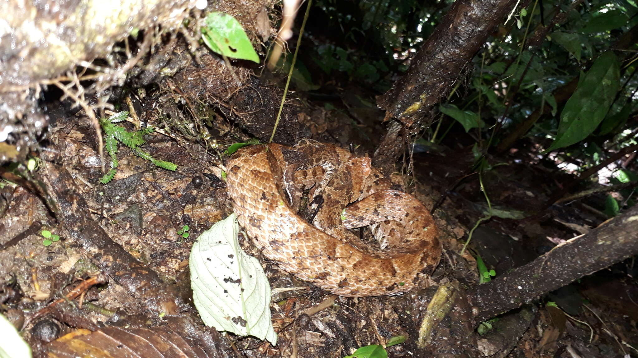 Imagem de Bothrocophias campbelli (Freire-Lascano 1991)