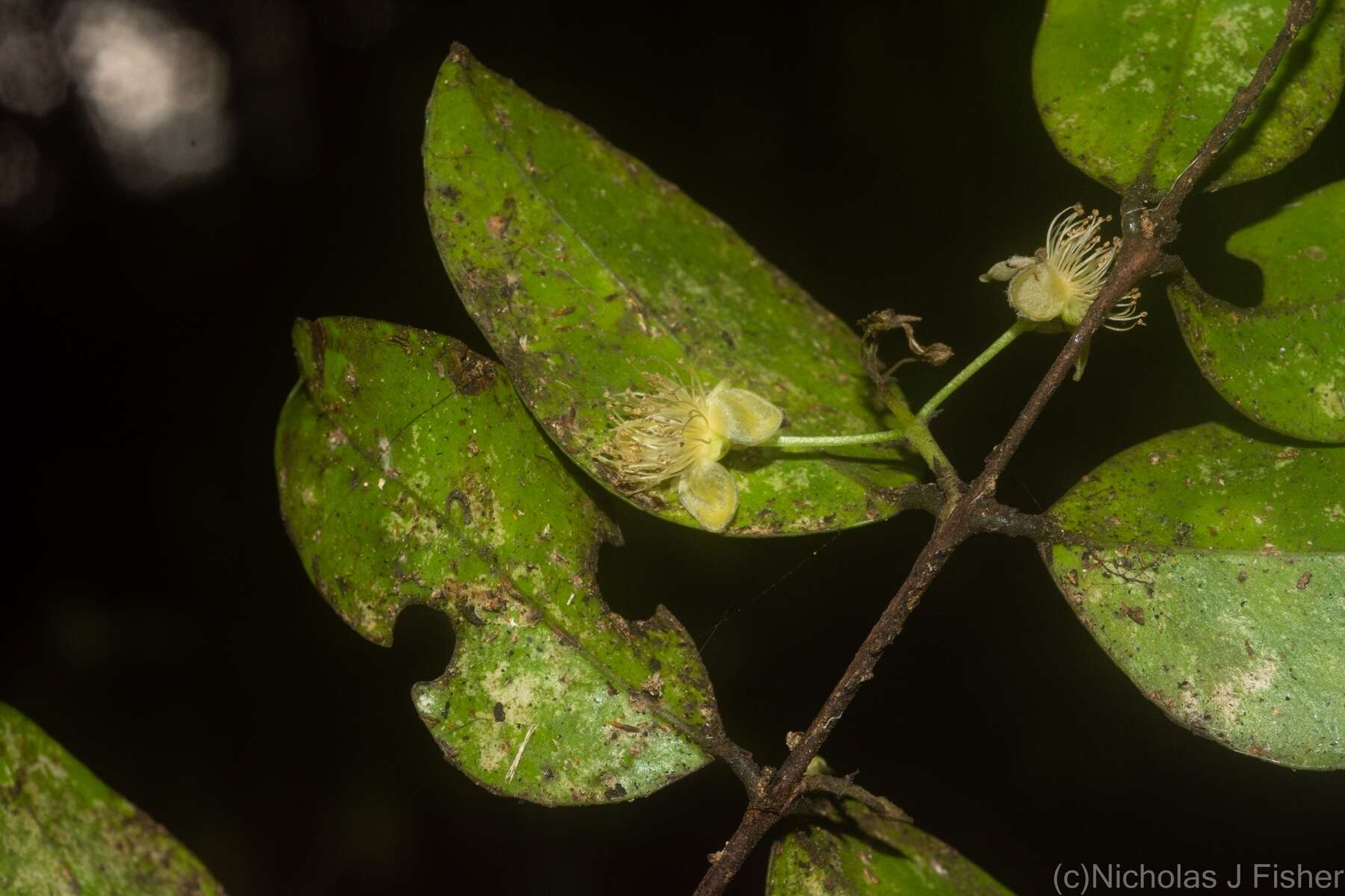 Image of Gossia fragrantissima (F. Müll. ex Benth.) N. Snow & Guymer