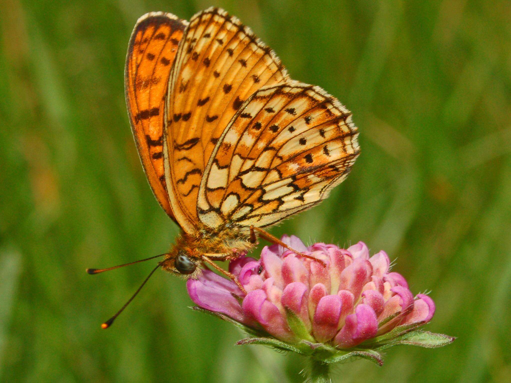 Image of Twin-spot Fritillary