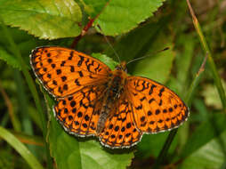 Image of Twin-spot Fritillary