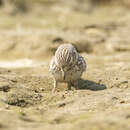 Image of Sand Lark