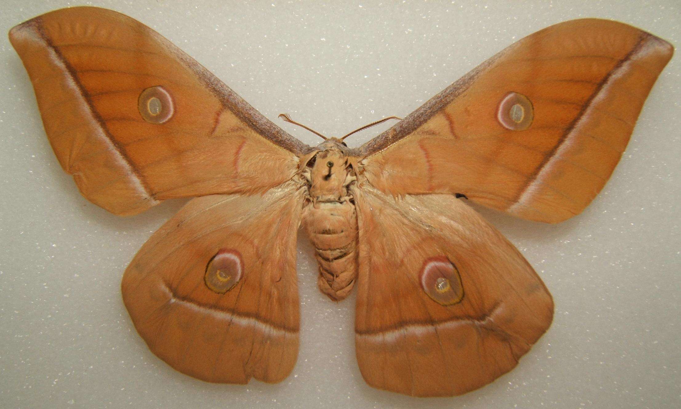 صورة Antheraea pernyi (Guérin-Méneville 1855)