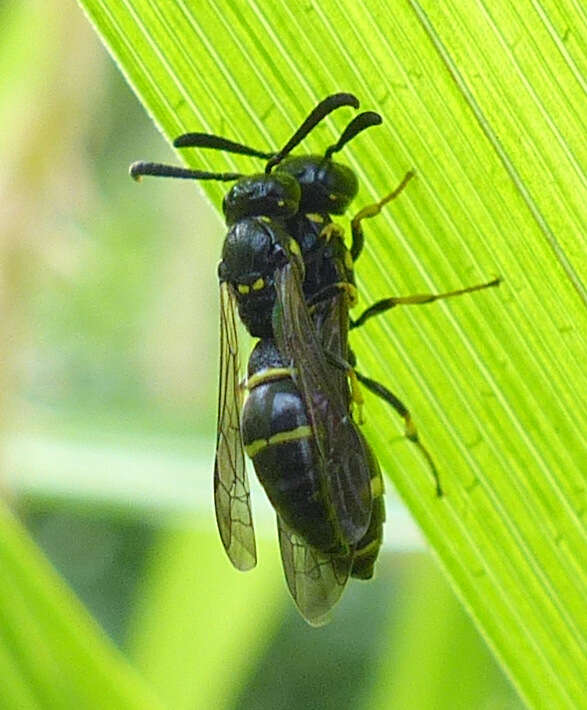 Sivun Symmorphus canadensis (de Saussure 1855) kuva