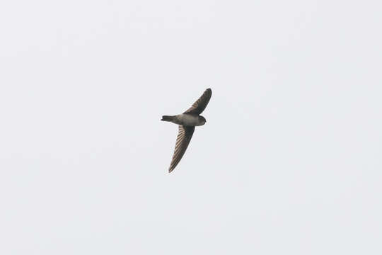 Image of White-rumped Swiftlet