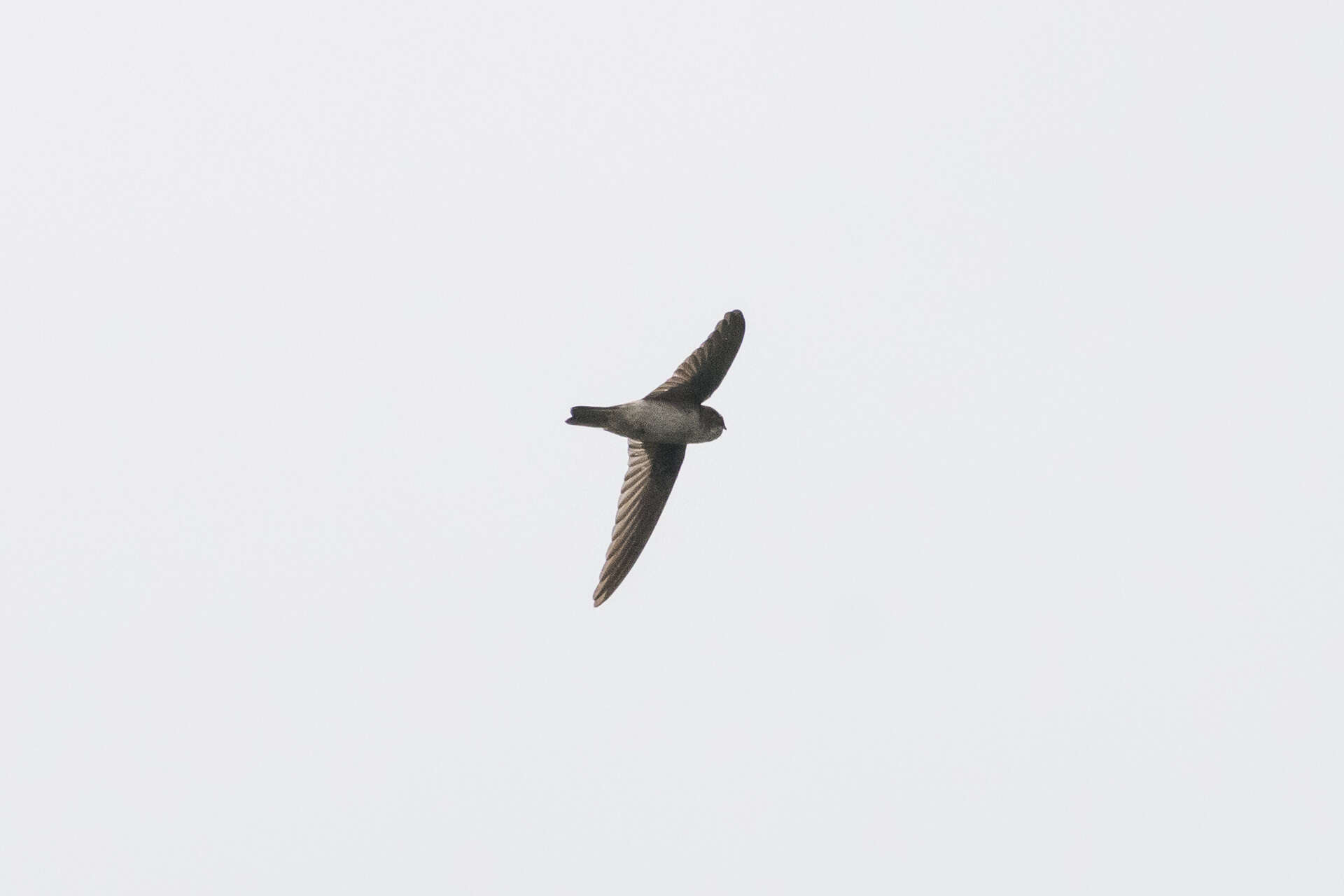 Image of White-rumped Swiftlet