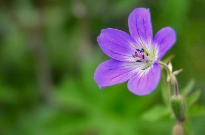 Image of Wood Crane's-bill