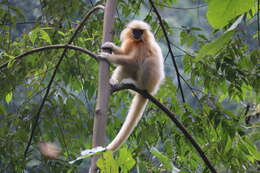 Image of Gee's Golden Langur