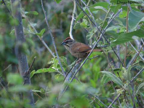 Plancia ëd Aimophila rufescens (Swainson 1827)