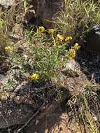 Image of Crotalaria lanceolata subsp. lanceolata