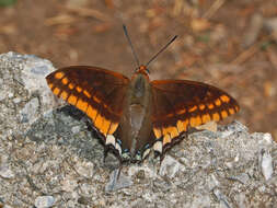 Charaxes jasius Linnaeus 1767的圖片