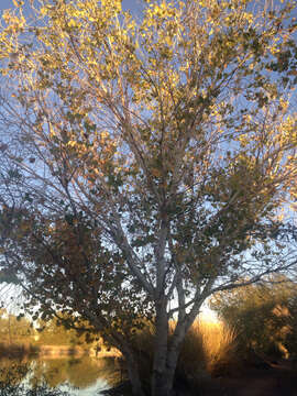 Image of Fremont cottonwood