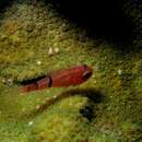 Image of Belted Cardinalfish