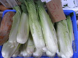 Image of Napa cabbage