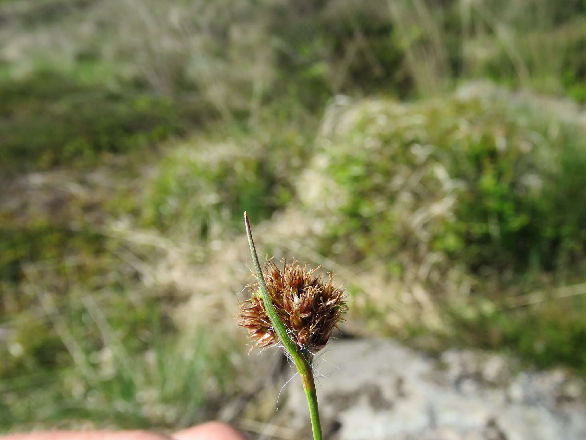 Image of Heath Wood-Rush