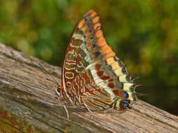 Image of Two-tailed Pasha