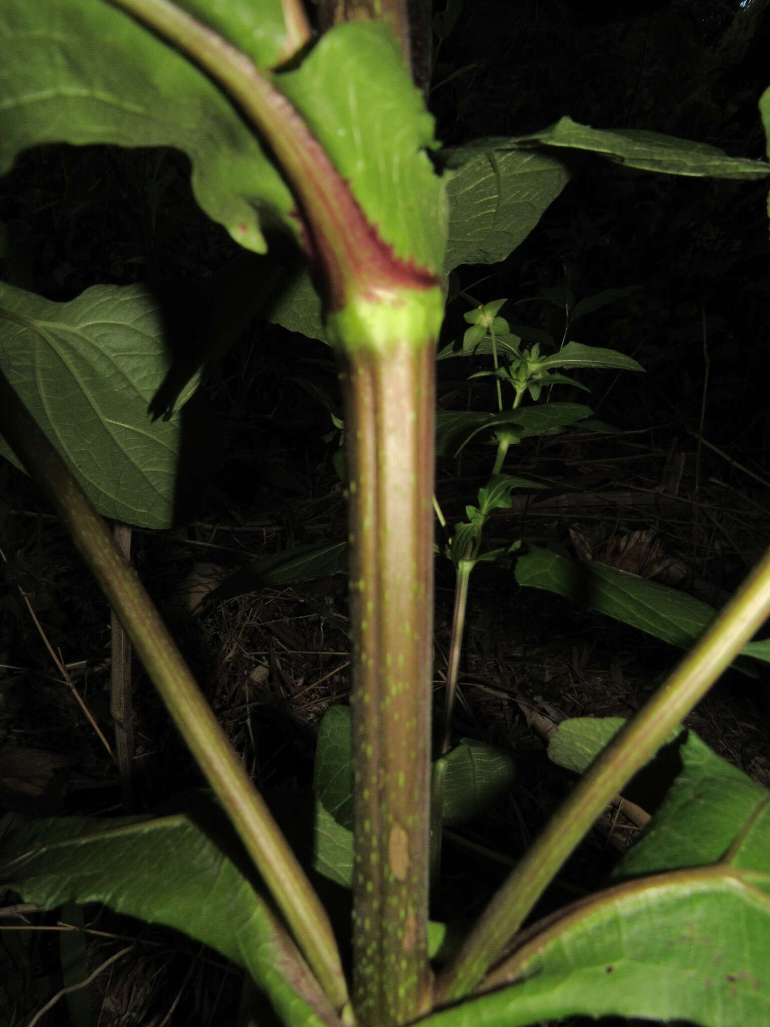 Image of Smallanthus siegesbeckius (DC.) H. Rob.